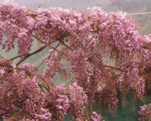 wisteria in bloom